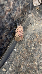 Lycorma delicatula