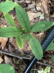 Silene stellata