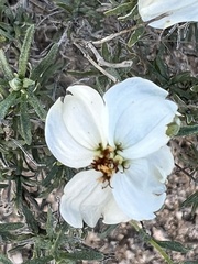 Zinnia acerosa