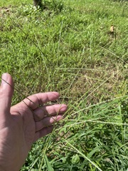 Digitaria ciliaris