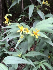 Helianthus divaricatus