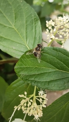 Eristalis tenax