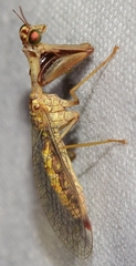Mantispa styriaca