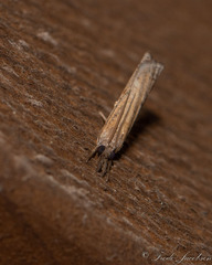 Fissicrambus mutabilis