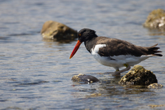 Haematopus palliatus