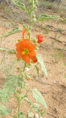 Sphaeralcea fendleri