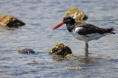 Haematopus palliatus
