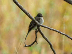 Empidonax
