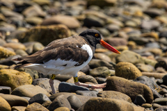Haematopus palliatus