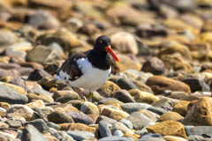 Haematopus palliatus