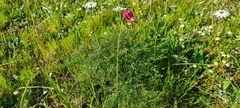 Monsonia speciosa
