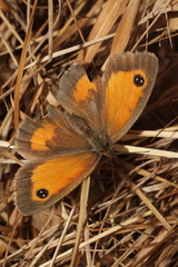 Pyronia tithonus