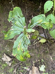 Trillium grandiflorum