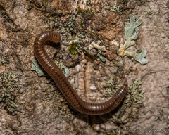 Parajulidae