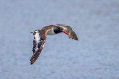 Haematopus palliatus