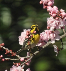 Setophaga townsendi