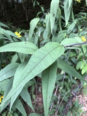 Helianthus divaricatus