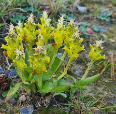 Lachenalia lutea