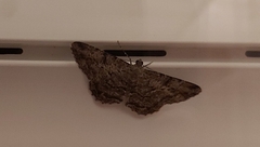 Peribatodes rhomboidaria