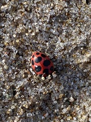 Coleomegilla maculata