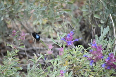 Xylocopa californica arizonensis