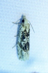 Eucosma knudsoni