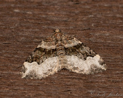 Xanthorhoe lacustrata