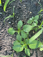 Plantae