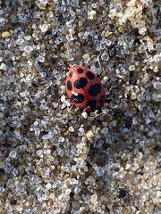 Coleomegilla maculata