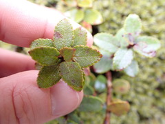 Gaultheria crassa