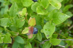 Vaccinium myrtillus