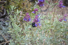 Xylocopa californica arizonensis