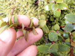 Gaultheria crassa