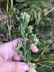 Erigeron sumatrensis