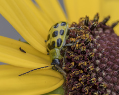 Diabrotica undecimpunctata