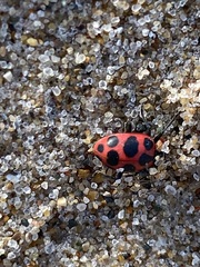 Coleomegilla maculata