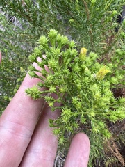 Ericameria pinifolia