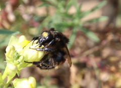 Bombus humilis