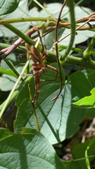Pisaurina mira