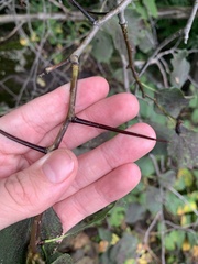 Crataegus chrysocarpa chrysocarpa