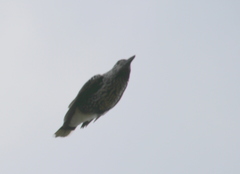 Nucifraga caryocatactes