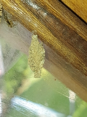 Phereoeca