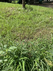 Digitaria ciliaris