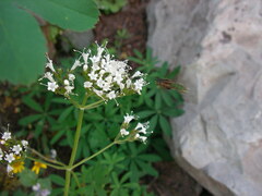 Valeriana