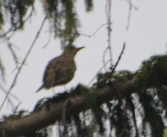 Nucifraga caryocatactes