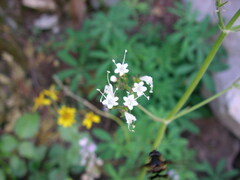 Valeriana