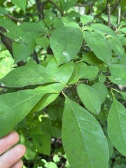 Lindera benzoin