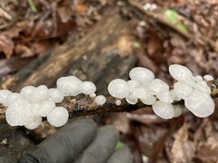 Marasmiellus candidus