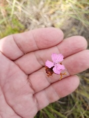 Dianthus andrzejowskianus