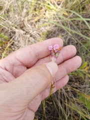 Dianthus andrzejowskianus